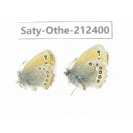 Coenonympha amaryllis. China, Qinghai, Xining, Pingan county, Sitaixiang town. 2M. Saty-Othe-212400.