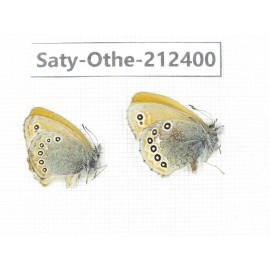 Coenonympha amaryllis. China, Qinghai, Xining, Pingan county, Sitaixiang town. 2M. Saty-Othe-212400.