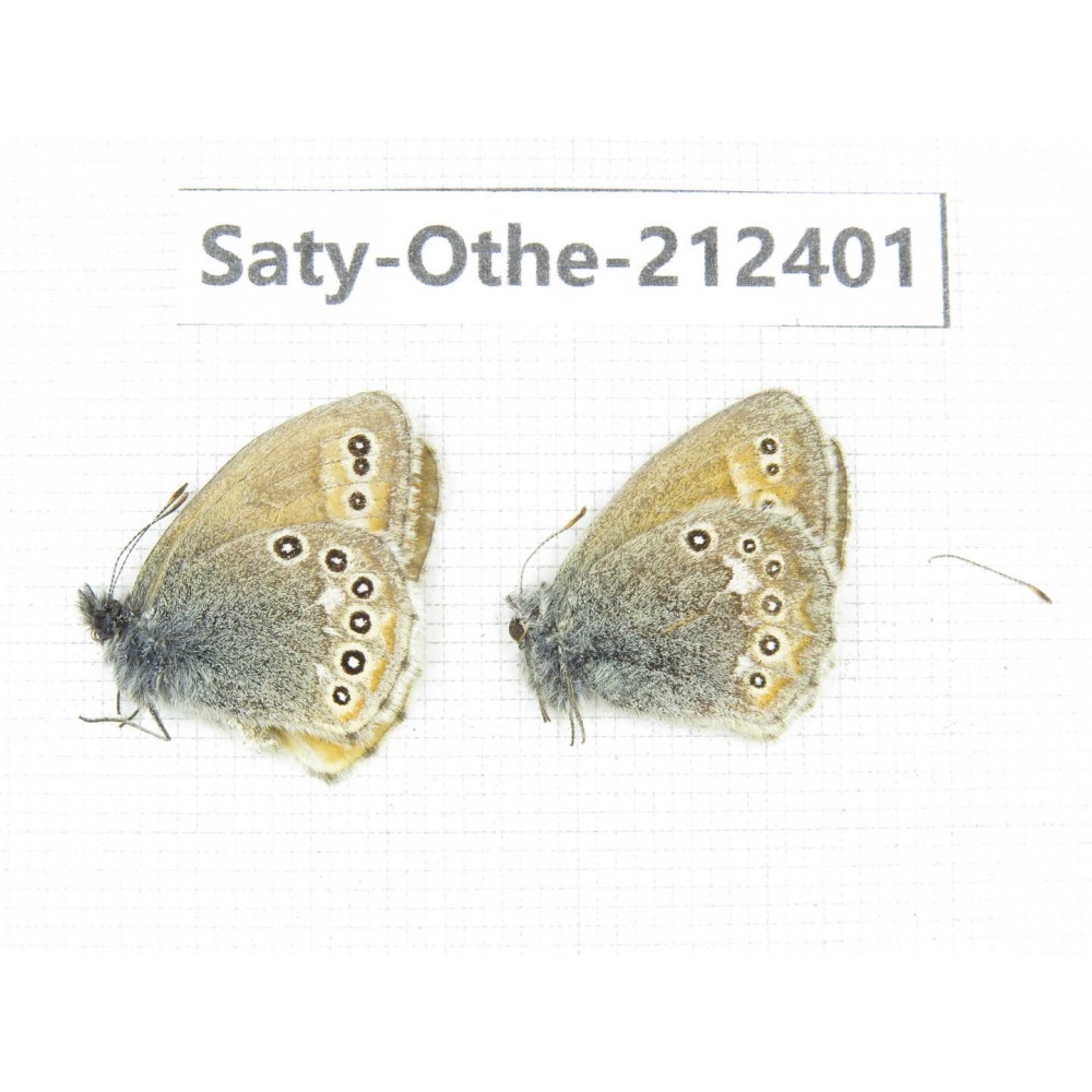Coenonympha amaryllis. China, Qinghai, Xining, Pingan county, Sitaixiang town. 2M. Saty-Othe-212401.