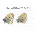 Coenonympha amaryllis. China, Qinghai, Xining, Pingan county, Sitaixiang town. 2M. Saty-Othe-212401.