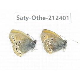 Coenonympha amaryllis. China, Qinghai, Xining, Pingan county, Sitaixiang town. 2M. Saty-Othe-212401.