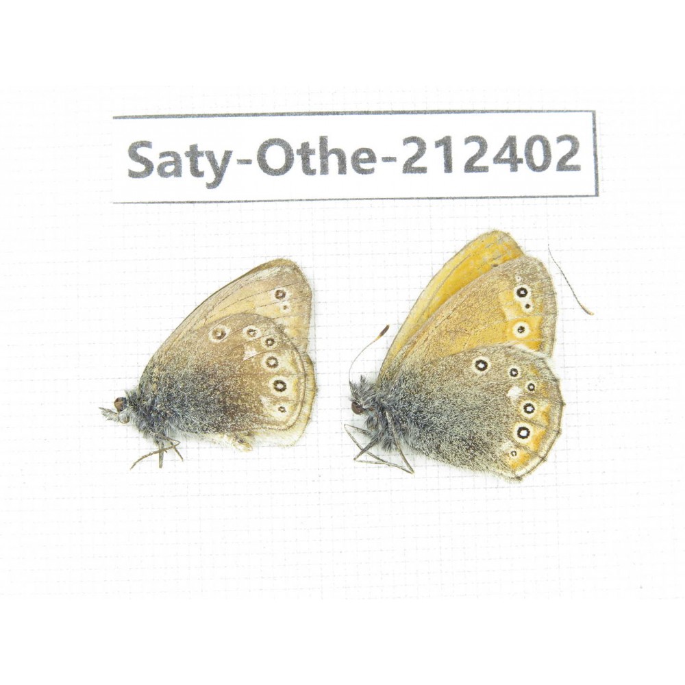 Coenonympha amaryllis. China, Qinghai, Xining, Pingan county, Sitaixiang town. 2M. Saty-Othe-212402.