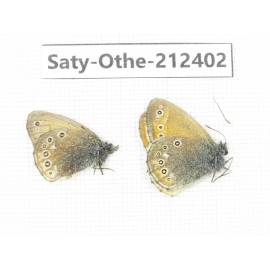 Coenonympha amaryllis. China, Qinghai, Xining, Pingan county, Sitaixiang town. 2M. Saty-Othe-212402.