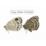 Satyrus ferula. China, Qinghai, Xining, Pingan county, Sitaixiang town. 1P. Saty-Othe-212430.