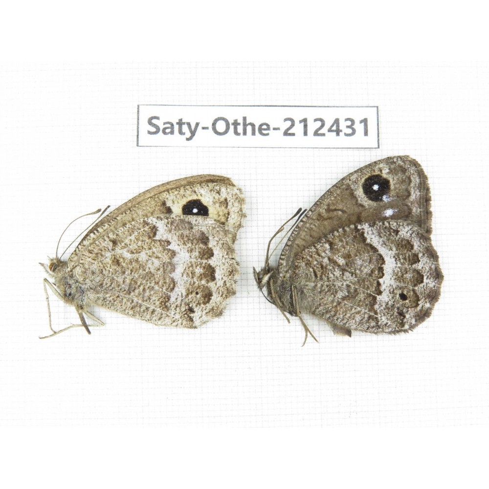 Satyrus ferula. China, Qinghai, Xining, Pingan county, Sitaixiang town. 1P. Saty-Othe-212431.