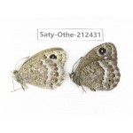 Satyrus ferula. China, Qinghai, Xining, Pingan county, Sitaixiang town. 1P. Saty-Othe-212431.