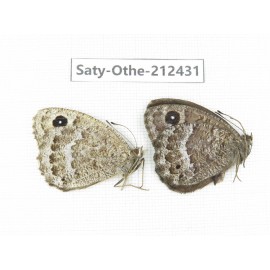 Satyrus ferula. China, Qinghai, Xining, Pingan county, Sitaixiang town. 1P. Saty-Othe-212431.