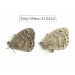 Satyrus ferula. China, Qinghai, Xining, Pingan county, Sitaixiang town. 1P. Saty-Othe-212432.