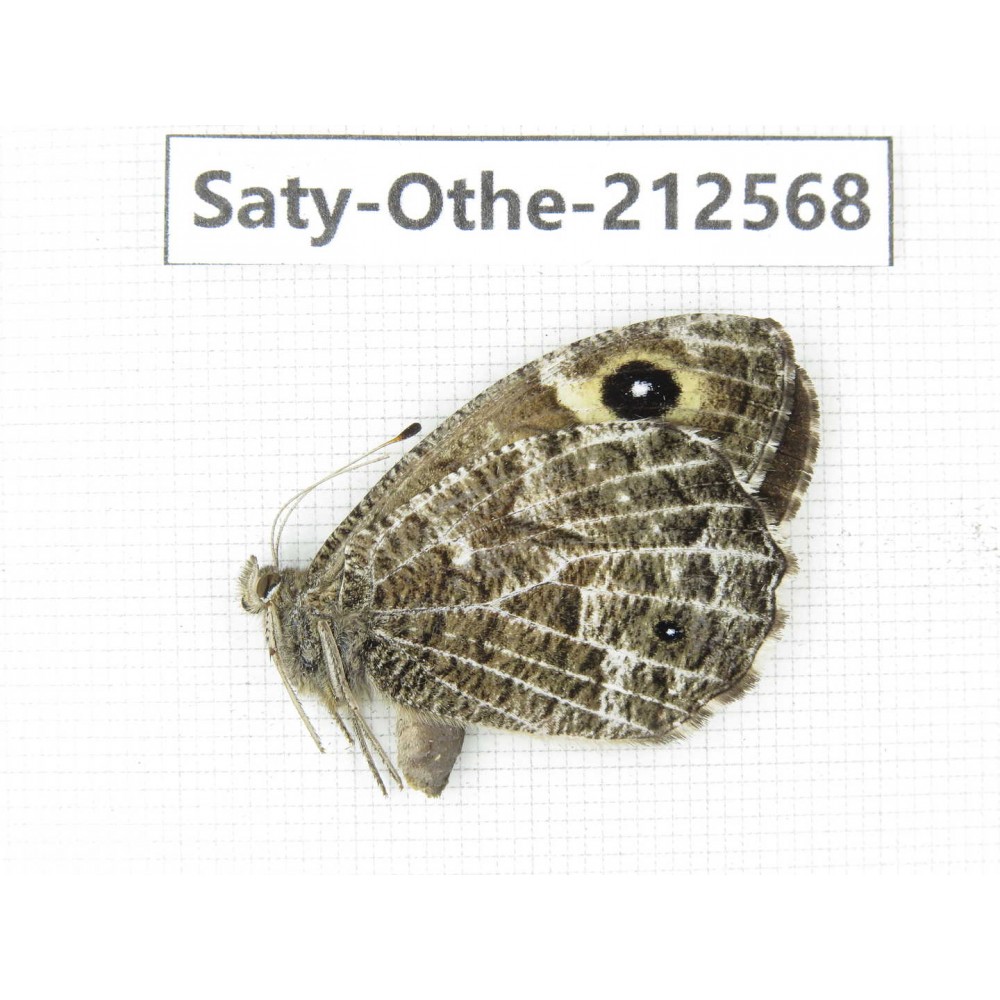 Eumenis autonoe. China, Qinghai, Xining, Pingan county, Sitaixiang town. 1F. Saty-Othe-212568.