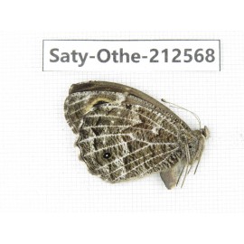 Eumenis autonoe. China, Qinghai, Xining, Pingan county, Sitaixiang town. 1F. Saty-Othe-212568.