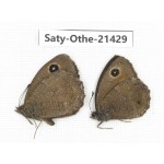 Minois dryas ssp. China, Qinghai, Xining, Pingan county, Sitaixiang town. 2M. Saty-Othe-21429.
