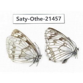 Melanargia ganymedes. China, Qinghai, Xining, Pingan county, Sitaixiang town. 2M. Saty-Othe-21457.