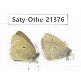 Aphantopus hyperantus ssp. China, Qinghai, Xining, Pingan county, Sitaixiang town. 1P. Saty-Othe-21376.