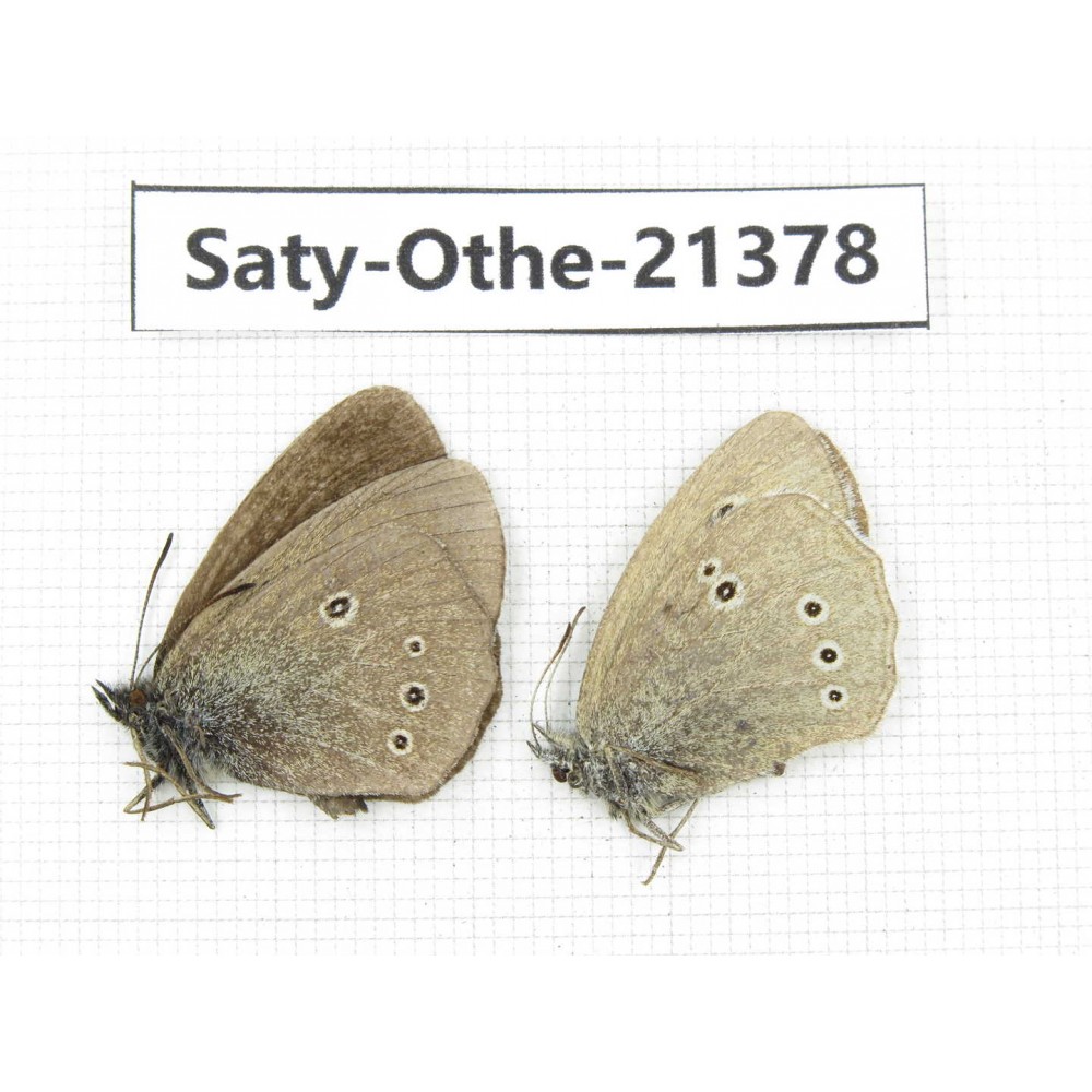 Aphantopus hyperantus ssp. China, Qinghai, Xining, Pingan county, Sitaixiang town. 1P. Saty-Othe-21378.