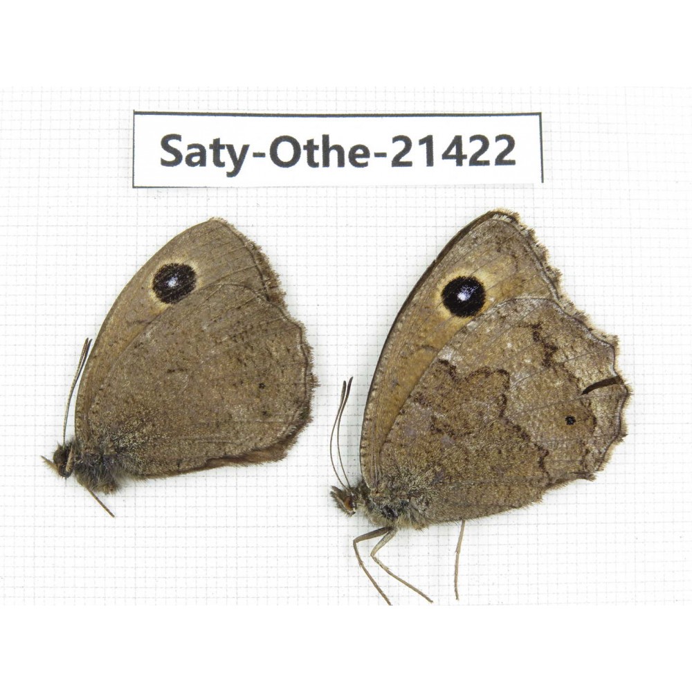 Minois dryas ssp. China, Qinghai, Xining, Pingan county, Sitaixiang town. 1P. Saty-Othe-21422.