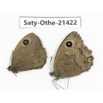 Minois dryas ssp. China, Qinghai, Xining, Pingan county, Sitaixiang town. 1P. Saty-Othe-21422.