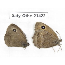 Minois dryas ssp. China, Qinghai, Xining, Pingan county, Sitaixiang town. 1P. Saty-Othe-21422.
