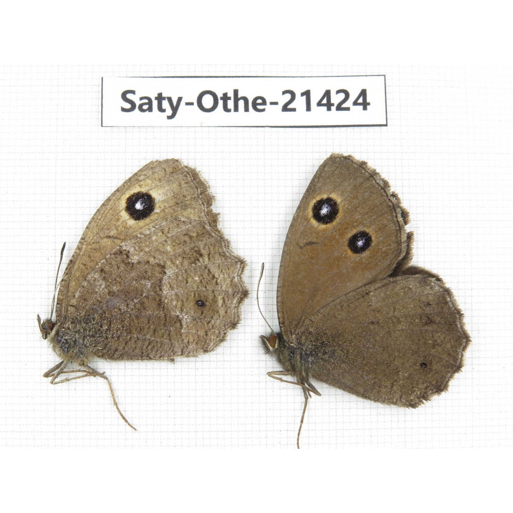Minois dryas ssp. China, Qinghai, Xining, Pingan county, Sitaixiang town. 1P. Saty-Othe-21424.