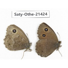Minois dryas ssp. China, Qinghai, Xining, Pingan county, Sitaixiang town. 1P. Saty-Othe-21424.