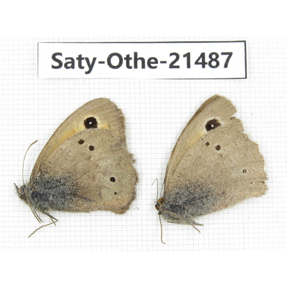 Hyponephele sifanica. China, Qinghai, Xining, Pingan county, Sitaixiang town. 2M. Saty-Othe-21487.