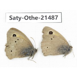 Hyponephele sifanica. China, Qinghai, Xining, Pingan county, Sitaixiang town. 2M. Saty-Othe-21487.
