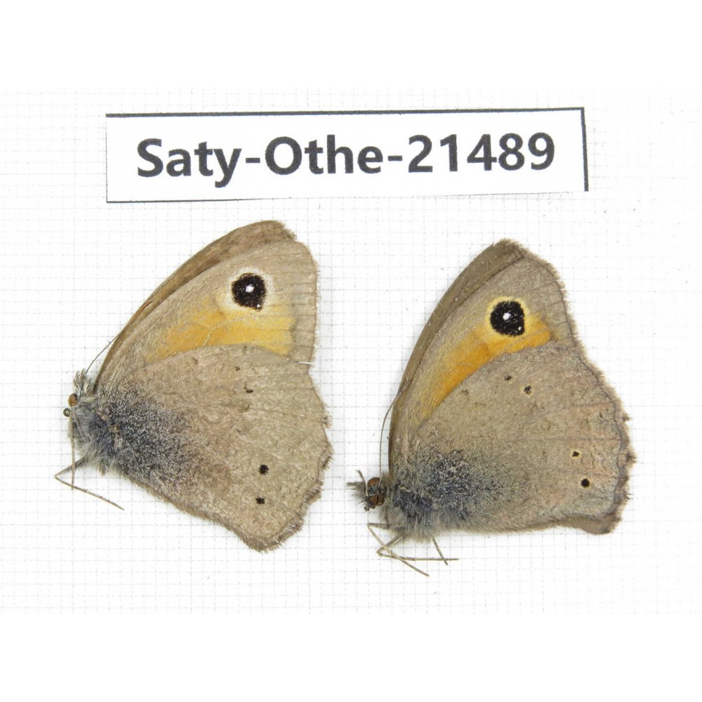 Hyponephele sifanica. China, Qinghai, Xining, Pingan county, Sitaixiang town. 2M. Saty-Othe-21489.