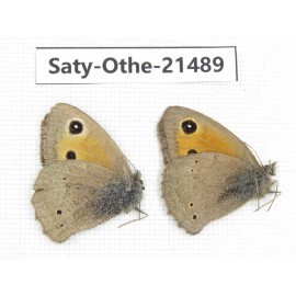 Hyponephele sifanica. China, Qinghai, Xining, Pingan county, Sitaixiang town. 2M. Saty-Othe-21489.