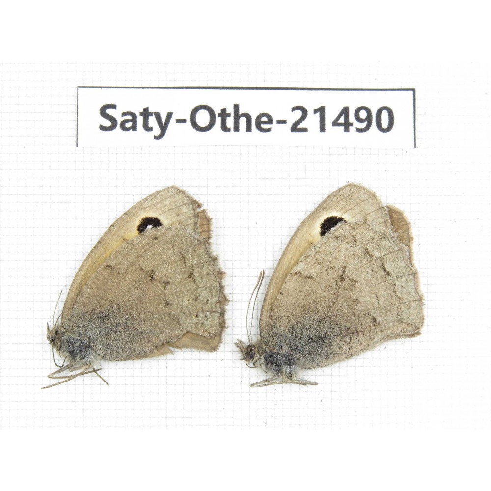 Hyponephele sifanica. China, Qinghai, Xining, Pingan county, Sitaixiang town. 2M. Saty-Othe-21490.