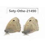 Hyponephele sifanica. China, Qinghai, Xining, Pingan county, Sitaixiang town. 2M. Saty-Othe-21490.