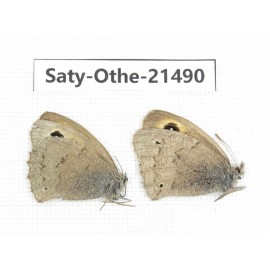 Hyponephele sifanica. China, Qinghai, Xining, Pingan county, Sitaixiang town. 2M. Saty-Othe-21490.