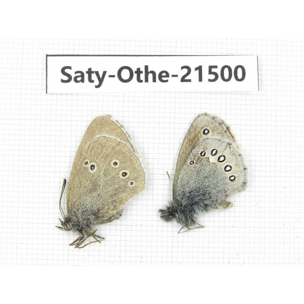 Aphantopus hyperantus & Coenonympha amaryllis. China, Qinghai, Xining, Pingan county, Sitaixiang town. 1P. Saty-Othe-21500.