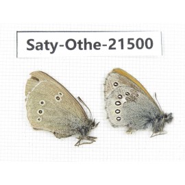 Aphantopus hyperantus & Coenonympha amaryllis. China, Qinghai, Xining, Pingan county, Sitaixiang town. 1P. Saty-Othe-21500.