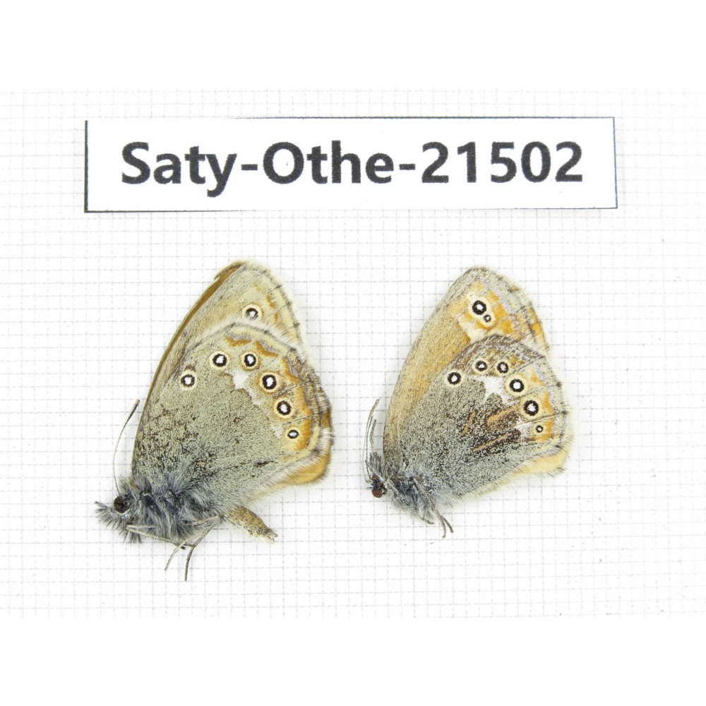 Coenonympha amaryllis. China, Qinghai, Xining, Pingan county, Sitaixiang town. 1P. Saty-Othe-21502.