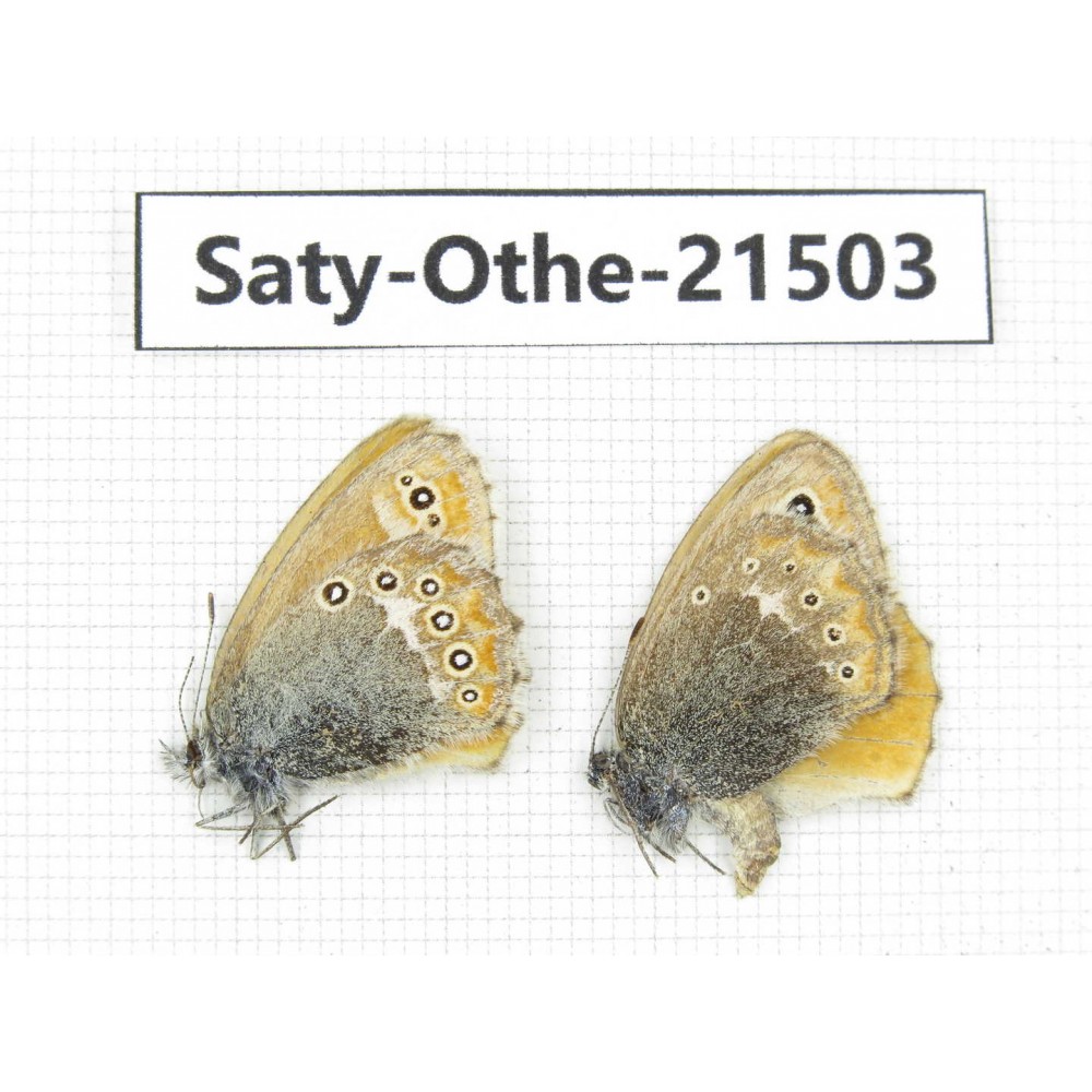 Coenonympha amaryllis. China, Qinghai, Xining, Pingan county, Sitaixiang town. 2M. Saty-Othe-21503.