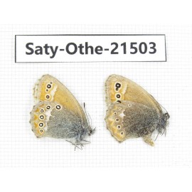 Coenonympha amaryllis. China, Qinghai, Xining, Pingan county, Sitaixiang town. 2M. Saty-Othe-21503.