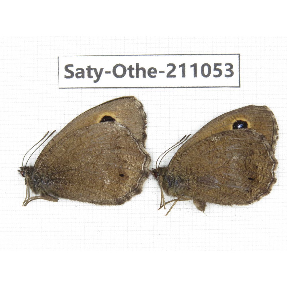 Minois dryas ssp. China, Qinghai, Xunhua county, Mt.Dalijiashan. 2M. Saty-Othe-211053.