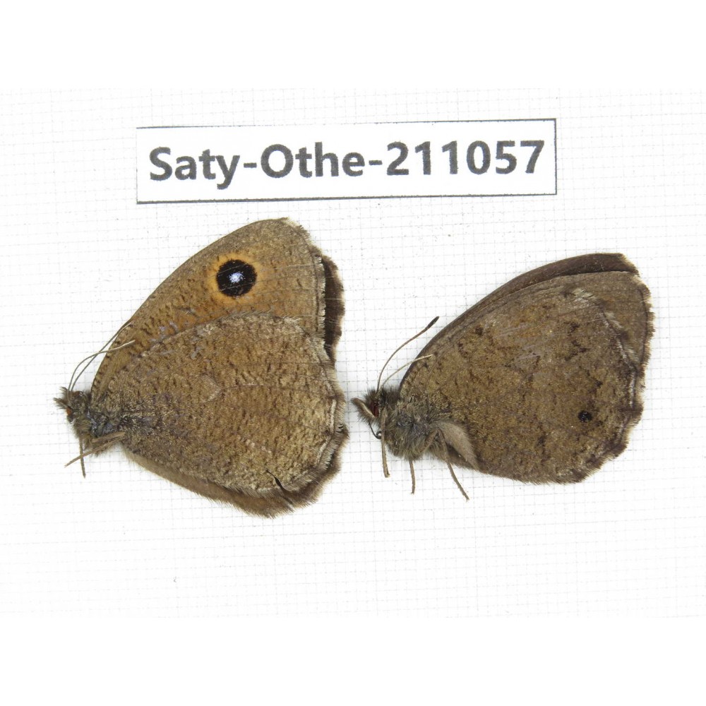 Minois dryas ssp. China, Qinghai, Xunhua county, Mt.Dalijiashan. 2M. Saty-Othe-211057.