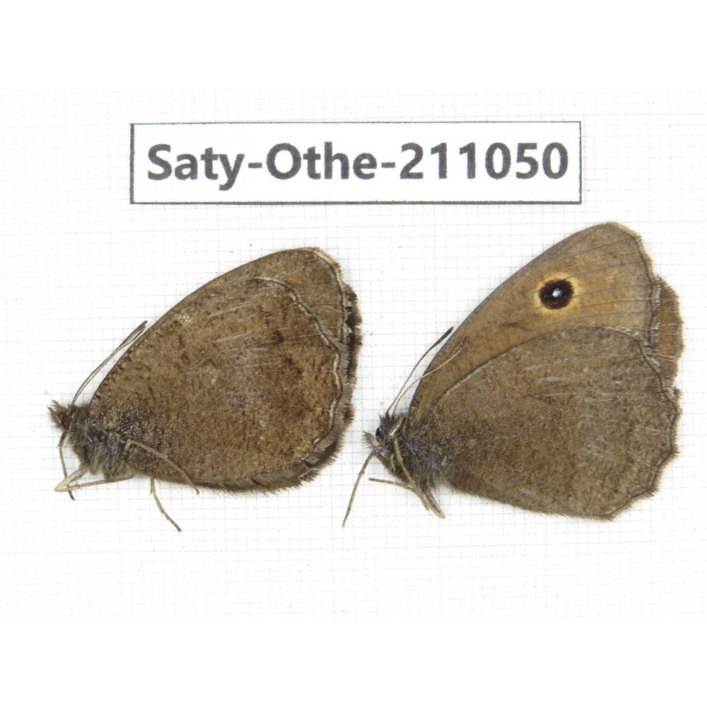 Minois dryas ssp. China, Qinghai, Xunhua county, Mt.Dalijiashan. 2M. Saty-Othe-211050.