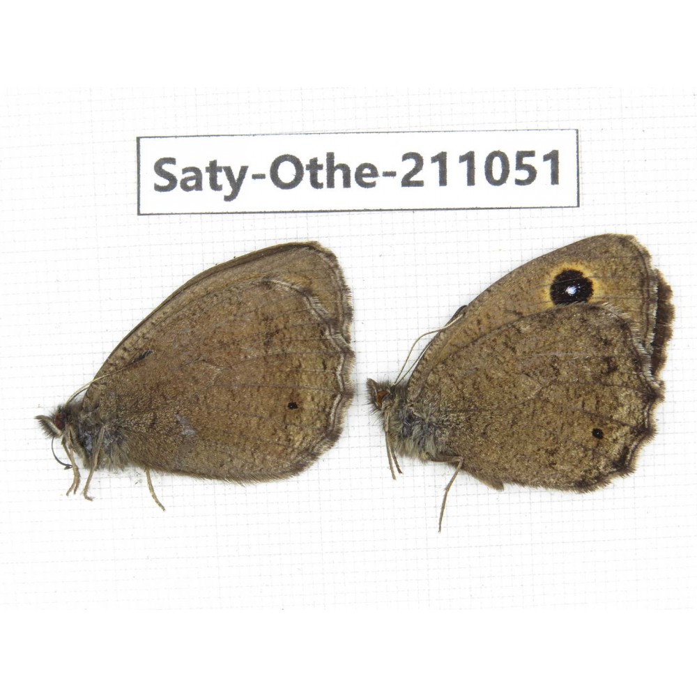 Minois dryas ssp. China, Qinghai, Xunhua county, Mt.Dalijiashan. 2M. Saty-Othe-211051.