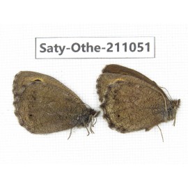 Minois dryas ssp. China, Qinghai, Xunhua county, Mt.Dalijiashan. 2M. Saty-Othe-211051.