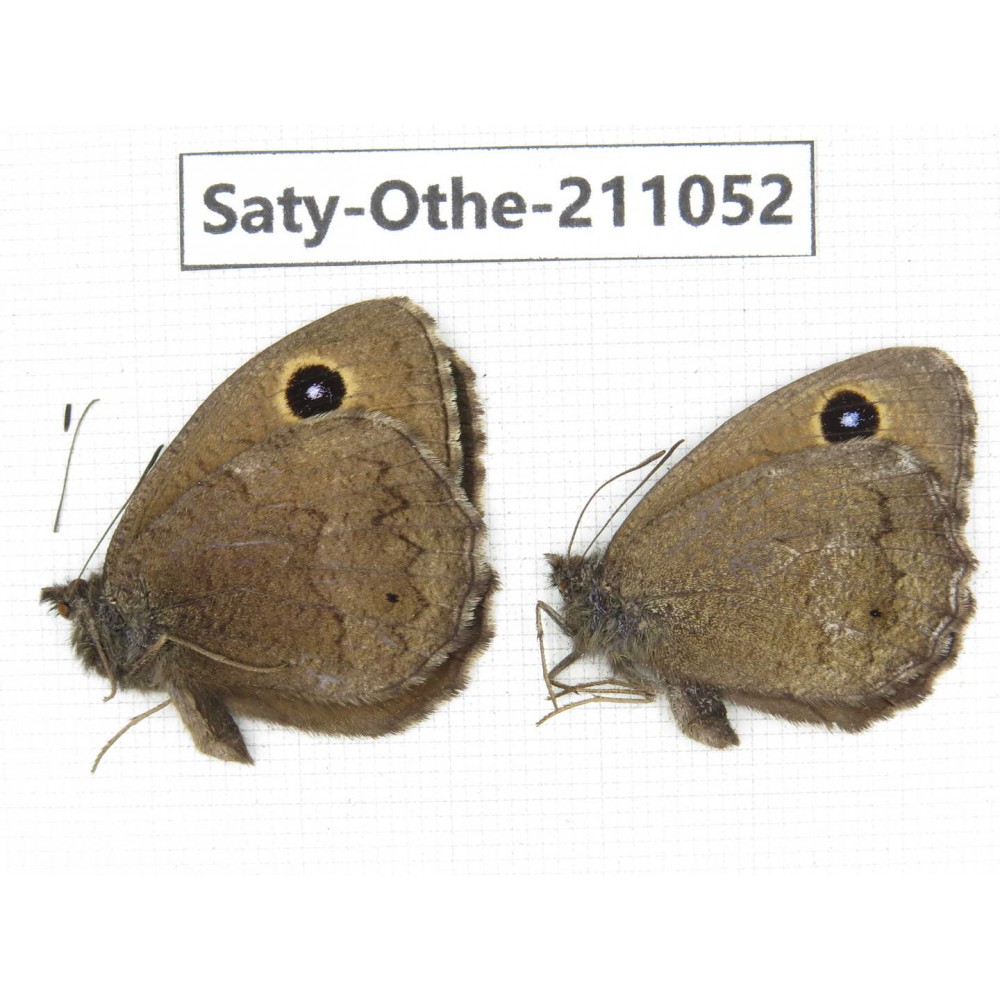 Minois dryas ssp. China, Qinghai, Xunhua county, Mt.Dalijiashan. 2M. Saty-Othe-211052.