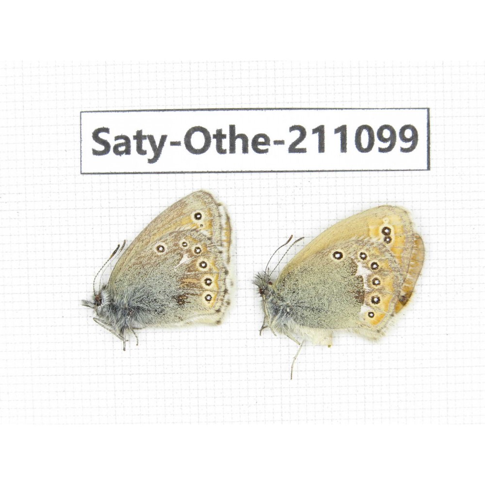 Coenonympha amaryllis. China, Qinghai, Xunhua county, Mt.Dalijiashan. 1P. Saty-Othe-211099.
