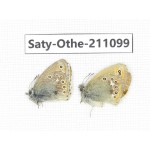 Coenonympha amaryllis. China, Qinghai, Xunhua county, Mt.Dalijiashan. 1P. Saty-Othe-211099.