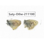 Coenonympha amaryllis. China, Qinghai, Xunhua county, Mt.Dalijiashan. 1P. Saty-Othe-211100.
