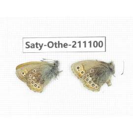 Coenonympha amaryllis. China, Qinghai, Xunhua county, Mt.Dalijiashan. 1P. Saty-Othe-211100.
