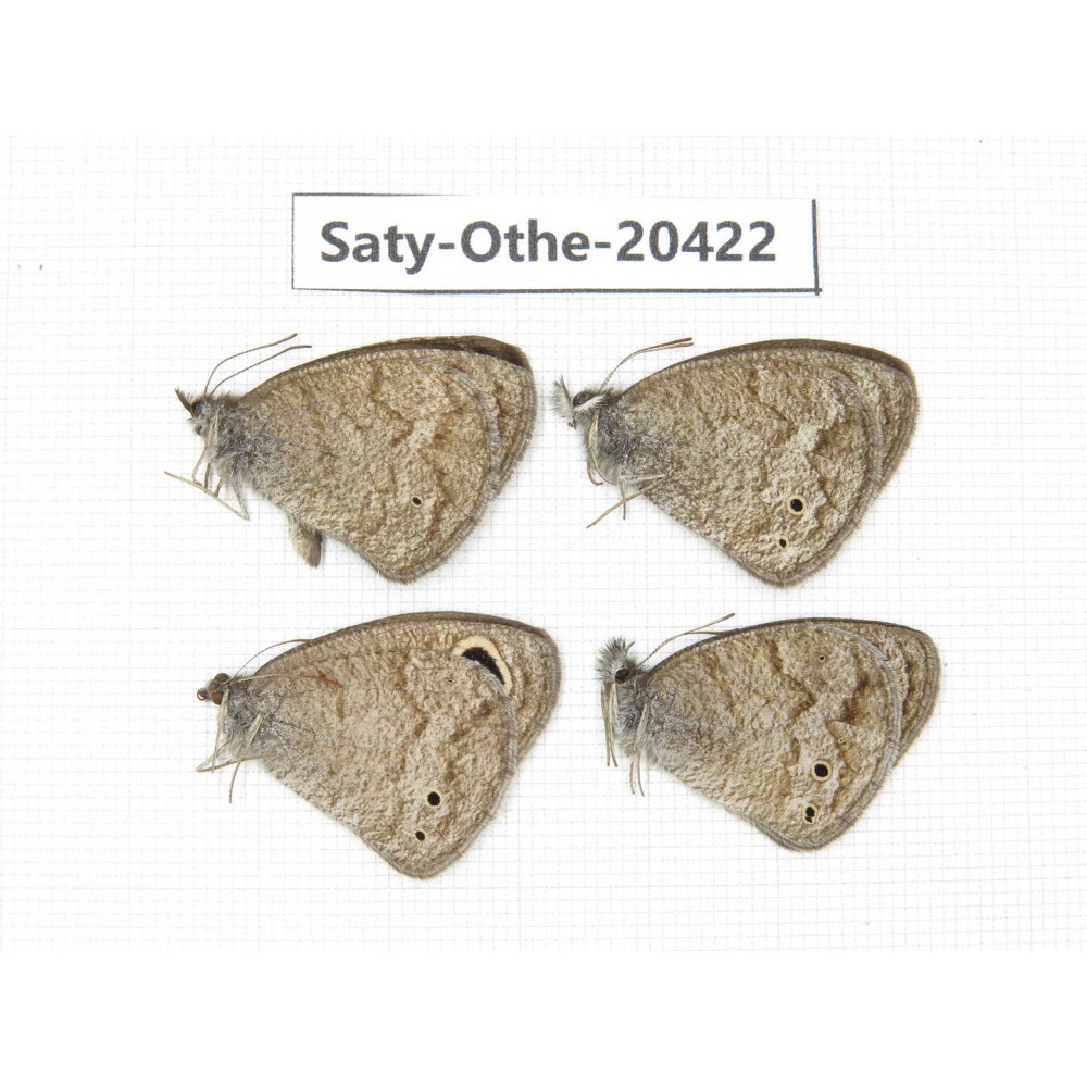 Ypthima baldus ssp. China, Sichuan, Batang county. 4M. Saty-Othe-20422.