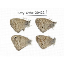 Ypthima baldus ssp. China, Sichuan, Batang county. 4M. Saty-Othe-20422.
