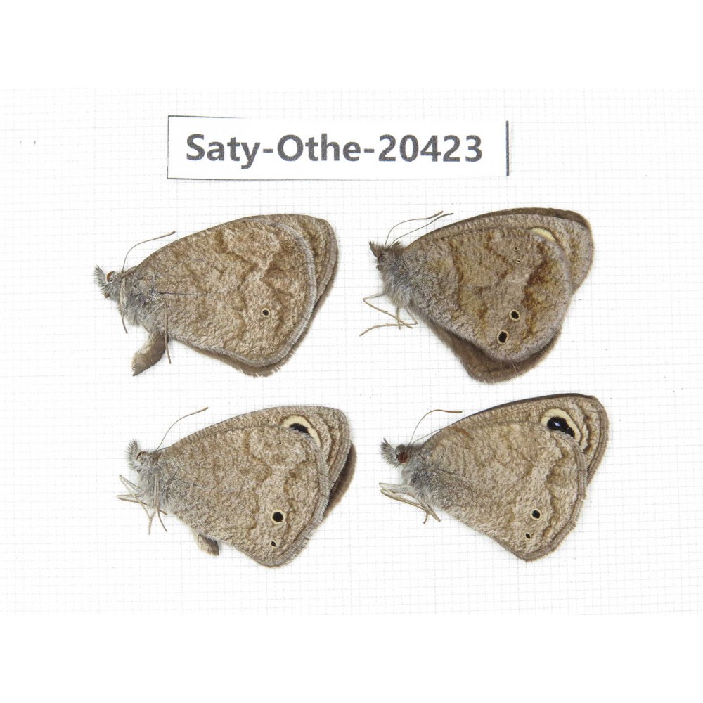 Ypthima baldus ssp. China, Sichuan, Batang county. 4M. Saty-Othe-20423.