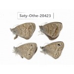 Ypthima baldus ssp. China, Sichuan, Batang county. 4M. Saty-Othe-20423.