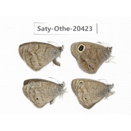Ypthima baldus ssp. China, Sichuan, Batang county. 4M. Saty-Othe-20423.